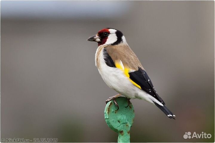 Чижи щеглы певчие птицы