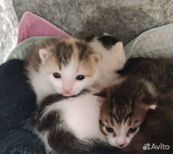 Котятки