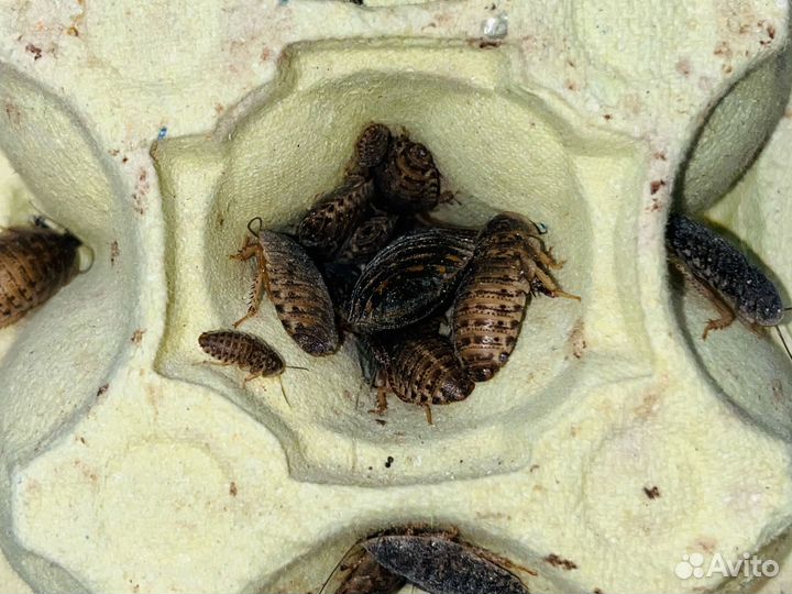 Аргентинский таракан Блаптика Дубия