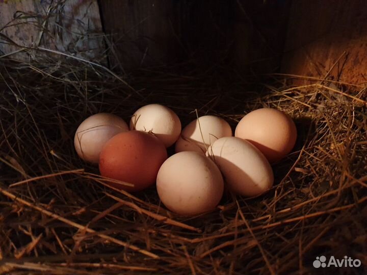 Петушки мараны, мини-мясные, кучинские. Гуси