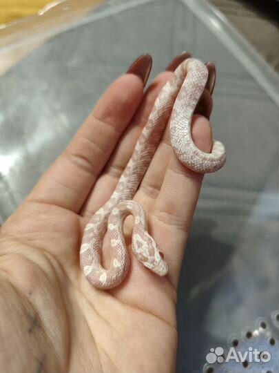 Маисовый полоз