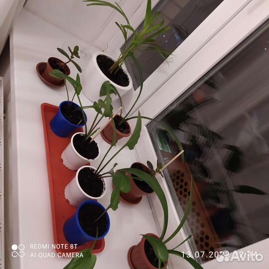 Комнатные растения цветы