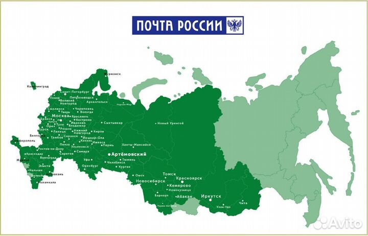 Роза шраб Лоран Каброль - саженцы зкс, Сады Урала