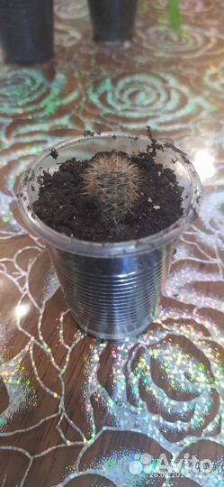 Комнатные растения и цветы