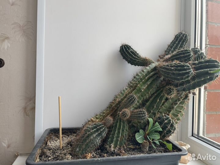 Большой цветущий кактус