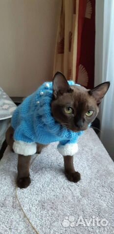 Вязаная одежда для животных