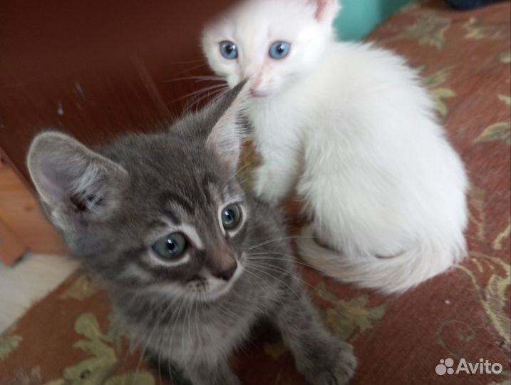 Котята в добрые руки бесплатно