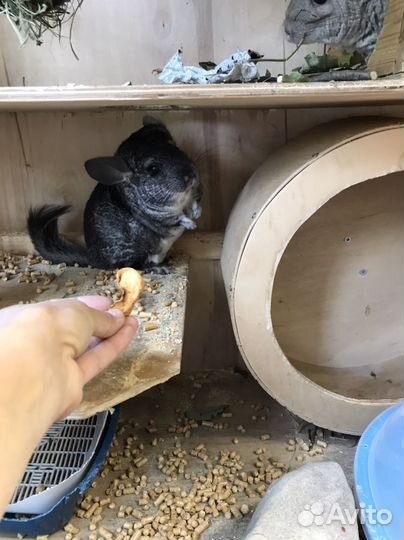 Шиншиллы
