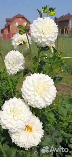 Георгины (клубни)