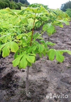 Саженцы каштана