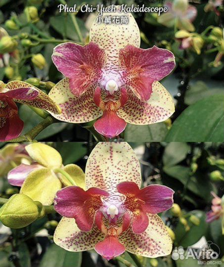 Орхидея фаленопсис