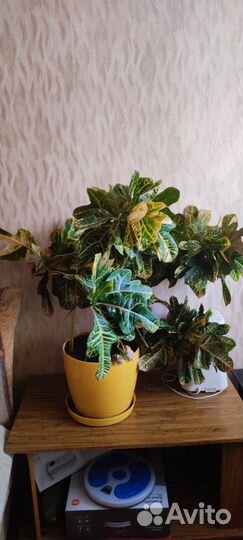 Кротон кодиум