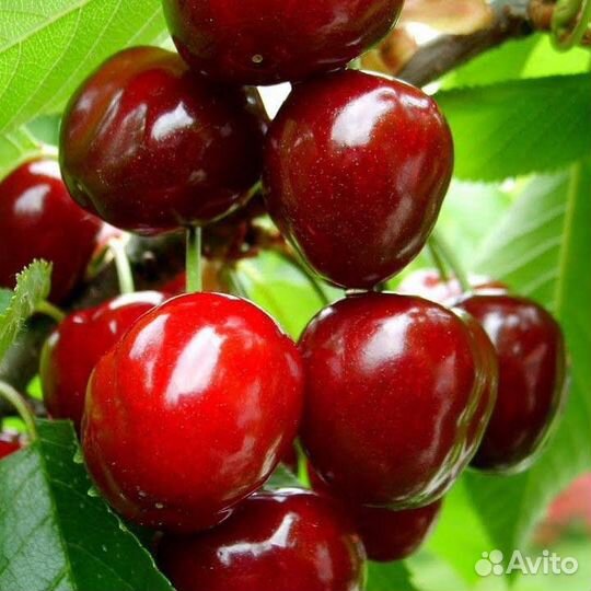 Саженцы черешни Саммит всл-2