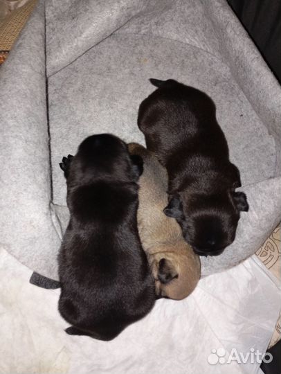 Щенки мопса