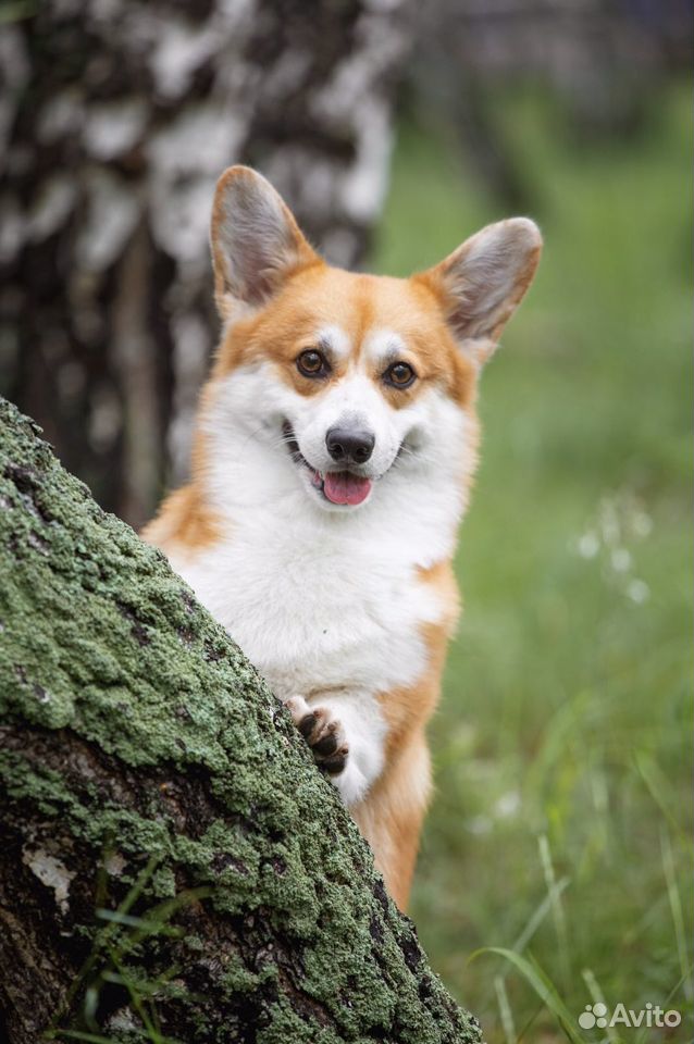 Кобель вельш корги пемброк для вязки. Корги 2018. Вельш корги пемброк вязка. Вязка корги. Вязка корги.