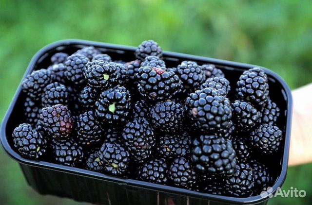 Пинетки (корексы, лукошки) черные 250г под ягоду