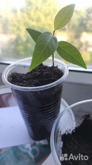 Лавровый лист саженцы, лавр благородный