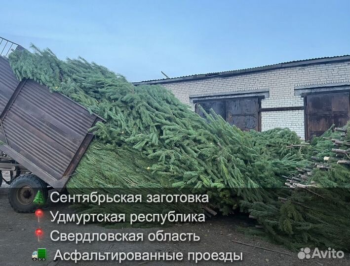 Сосна сентябрьская рождественская опт