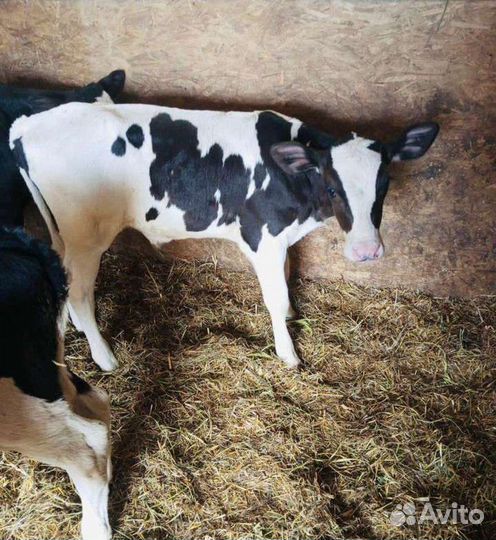Бычки телята
