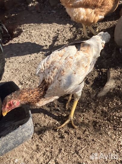 О шамо куры