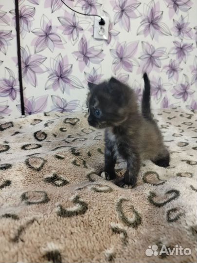 Британские котята