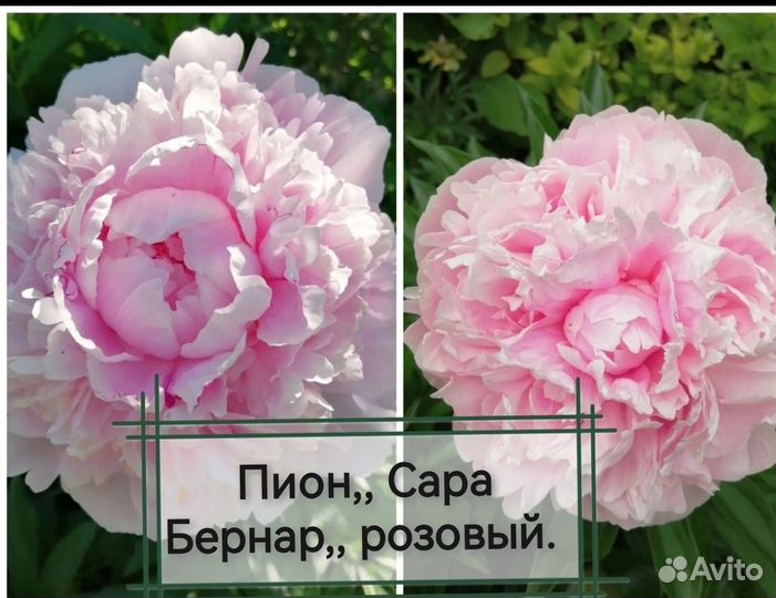 Пионы саженцы корни