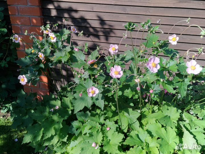 Анемона Японская