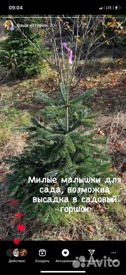 Пихта кавказская