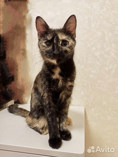 Кошечка котенок в добрые руки