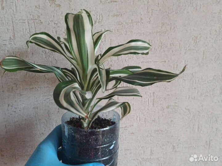 Драцена Канзи