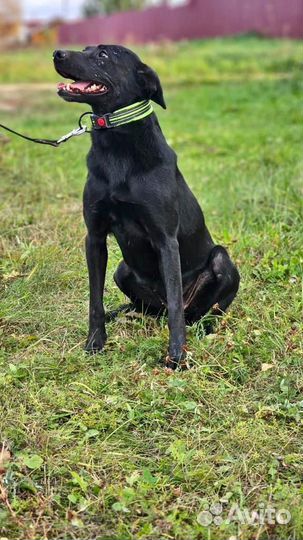 Собака /девочка. Альма