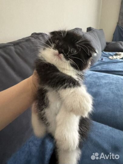 Вислоухие котята