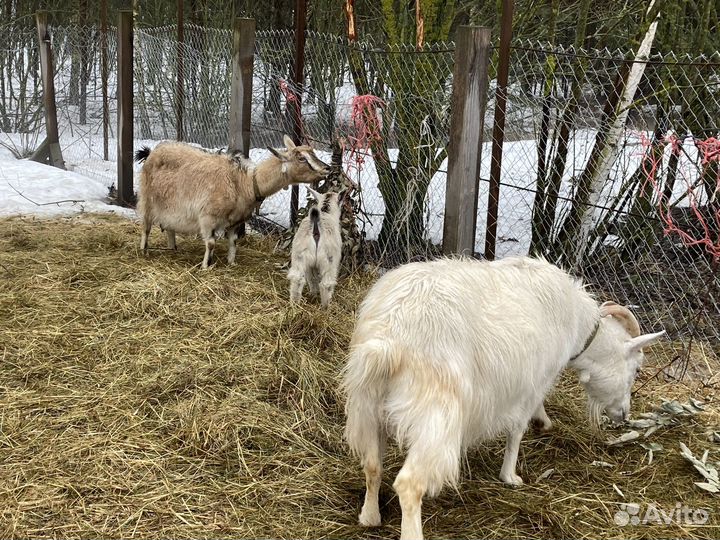 Продаются козлята