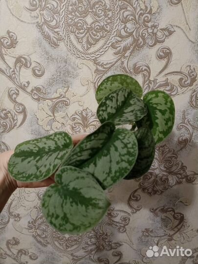 Сциндапсус экзотика