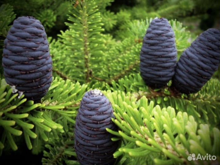 Натуральное пихтовое масло