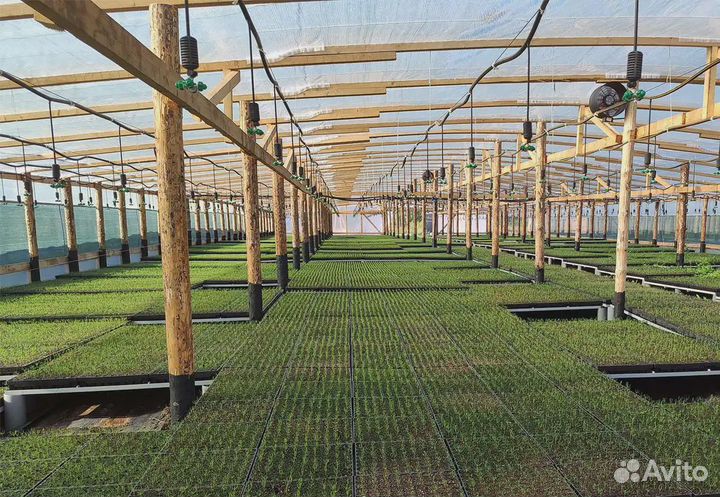 Сеянцы сосны и ели зкс