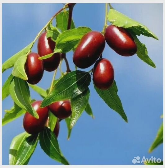 Семена унаби