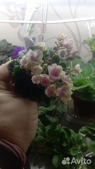 Укорененные листья мини фиалок