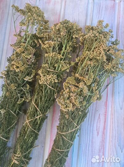 Тысячелистник сушеный