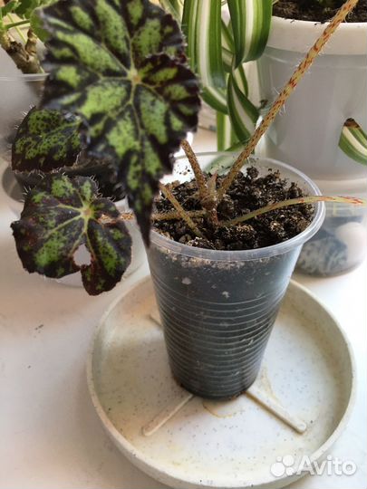 Фиалки детки