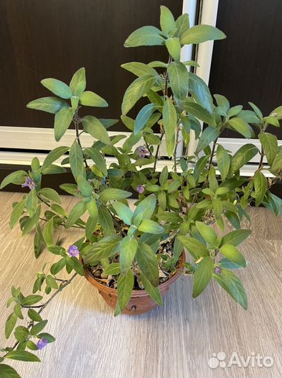 Комнатные цветы