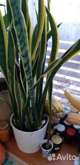 Щучий хвост цветок