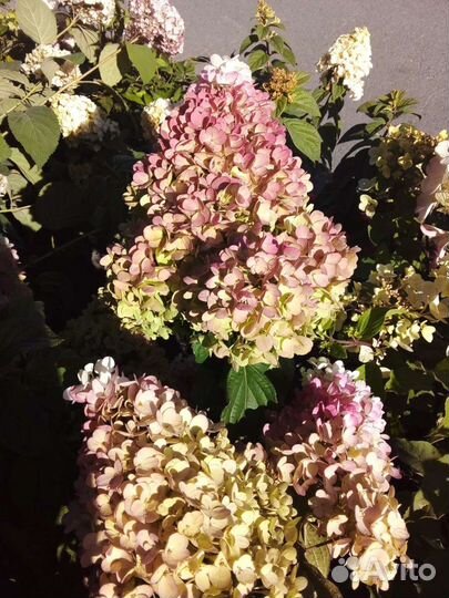 Гортензия метельчатая Строббери Блоссом