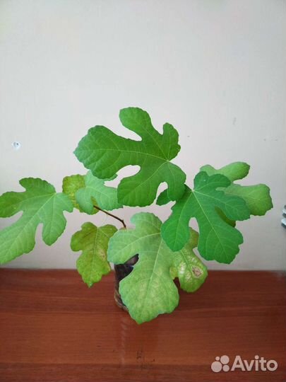 Саженцы инжира