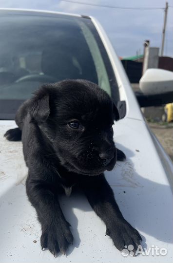 Щенок в дар бесплатно