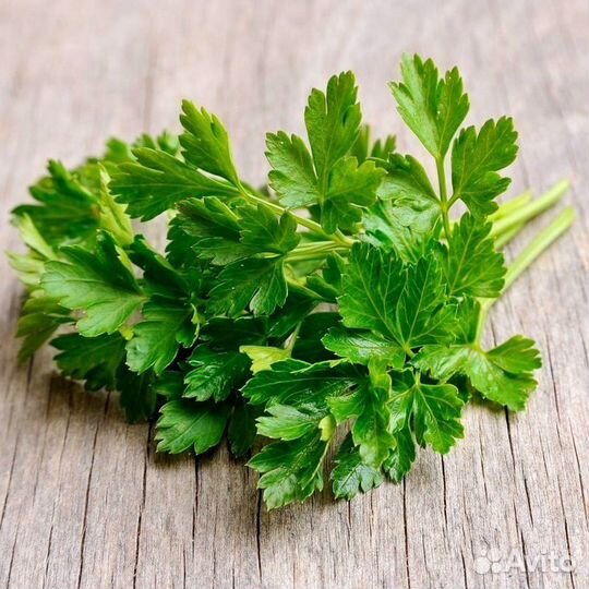 Петрушка свежая
