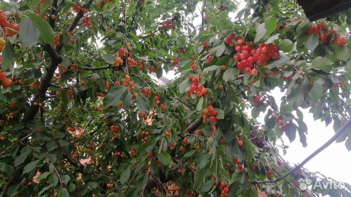 Черешня 35кг