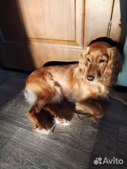 Кокер спаниель