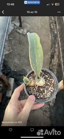 Сансевиерия в ассортименте