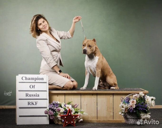 Вязка американский Стаффордширский терьер амстафф